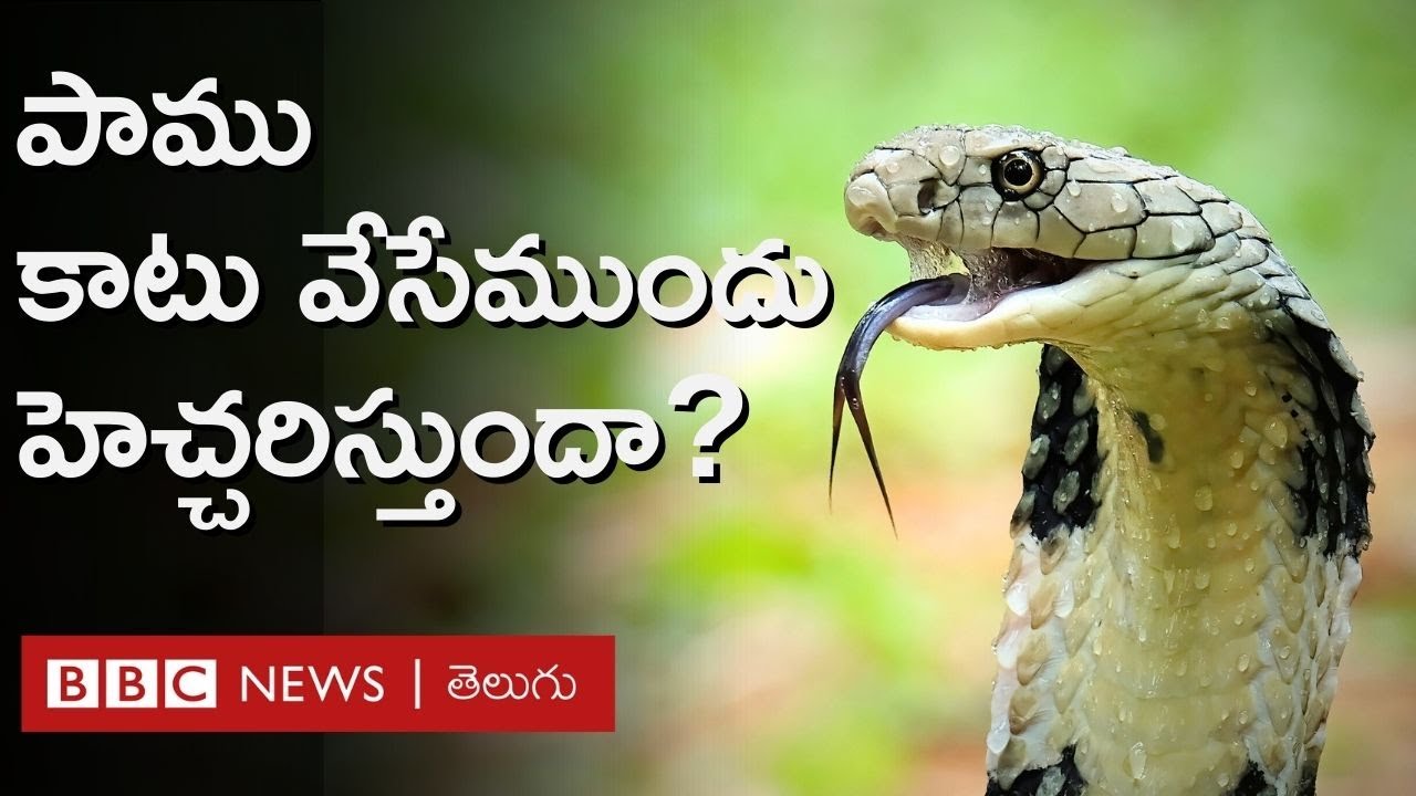 Snake Bite : పాము కాటు వేసేముందు హెచ్చరిస్తుందా? అలాంటి సమయంలో ఏం చేయాలి? ఏం చేయకూడదు? | BBC Telugu