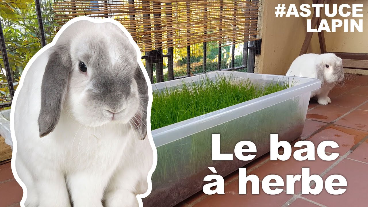 Faire pousser de l'herbe en bac pour son lapin