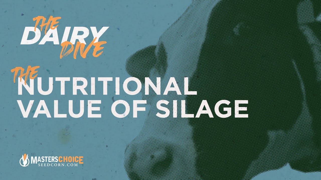 The Nutritional Value of Corn Silage | A Dairy Dive Podcast Clip