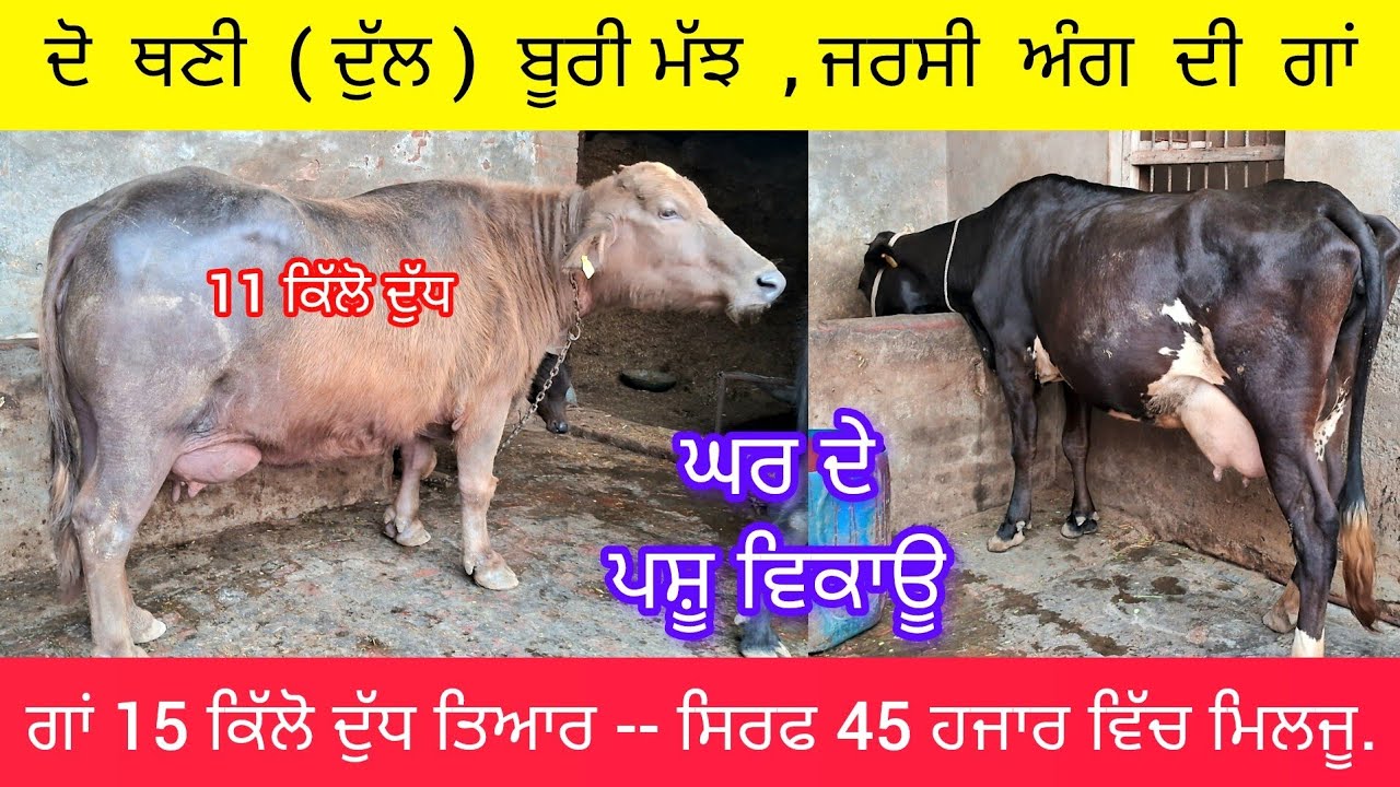 ਦੋ ਥਣੀ ( ਦੁੱਲ ) ਬੂਰੀ ਮੱਝ ਵਿਕਾਊ,  ਜਰਸੀ ਅੰਗ ਦੀ ਗਾਂ 15 ਕਿੱਲੋ ਦੁੱਧ 45000 'ਚ 96532-17311  ਘਰੇਲੂ ਪਸ਼ੂ ਹਨ.