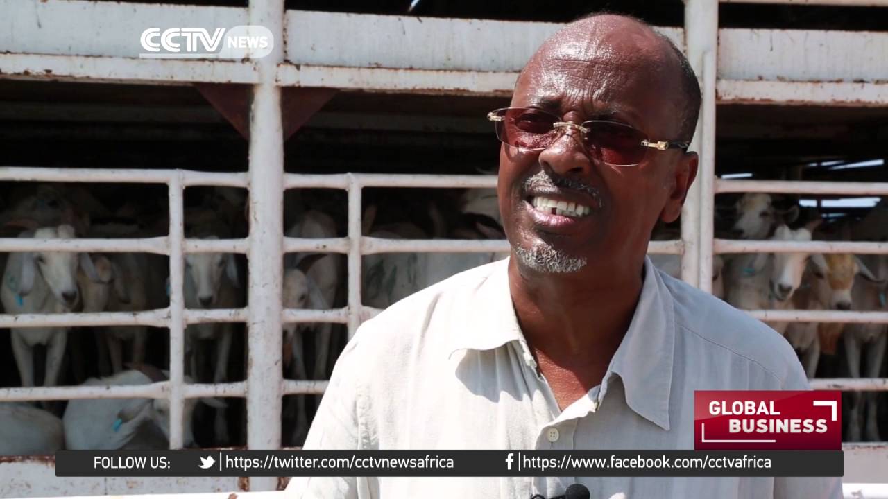 Somalia exporting animals to avoid losing them to harsh weather
