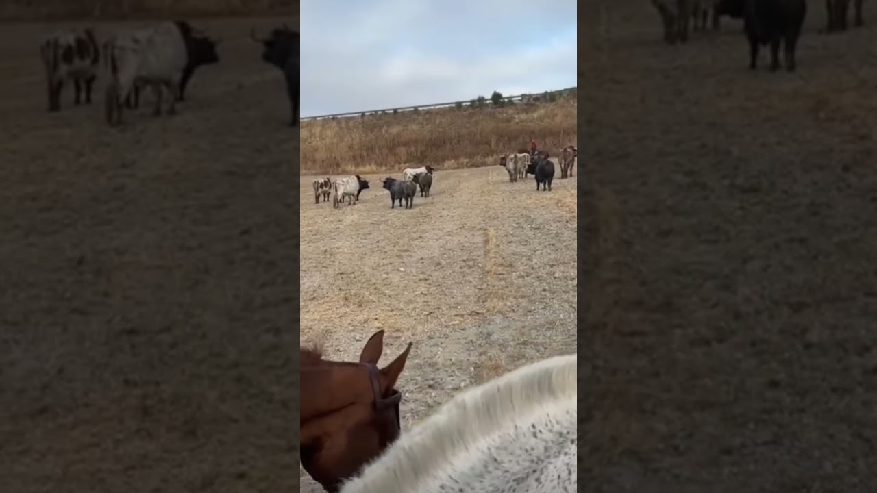 Segundo encierro Cu&eacute;llar 2025//Esperando #toros #cuellar #2025 #encierros