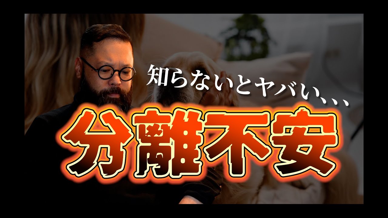 【犬のしつけ】分離不安で悩んでいる人は絶対に見ないと損です。原因をわかっていますか？
