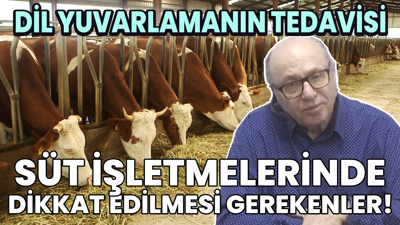 Süt Hayvancılığında Dikkat Edilmesi Gerekenler / Dil Yuvarlamanın Tedavisi Nedir?