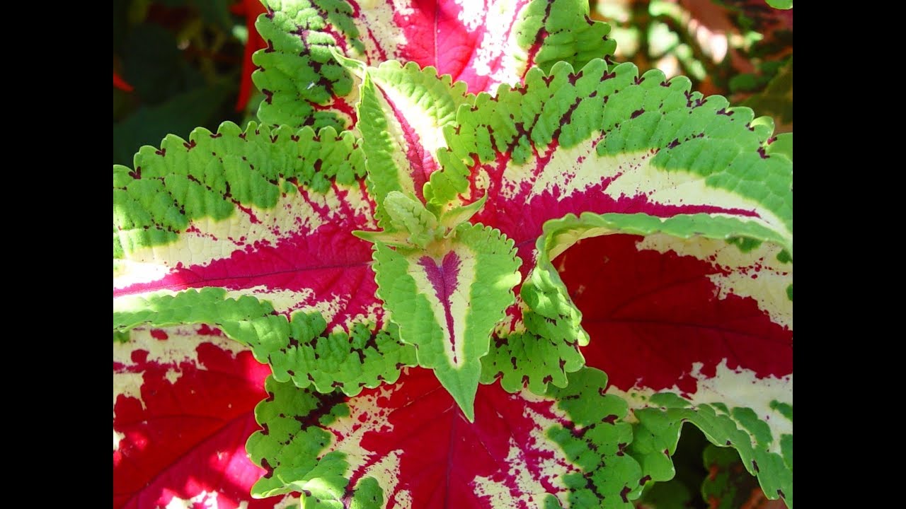 how to grow coleus from seed, how to germinate coleus seeds, how to sow coleus seeds
