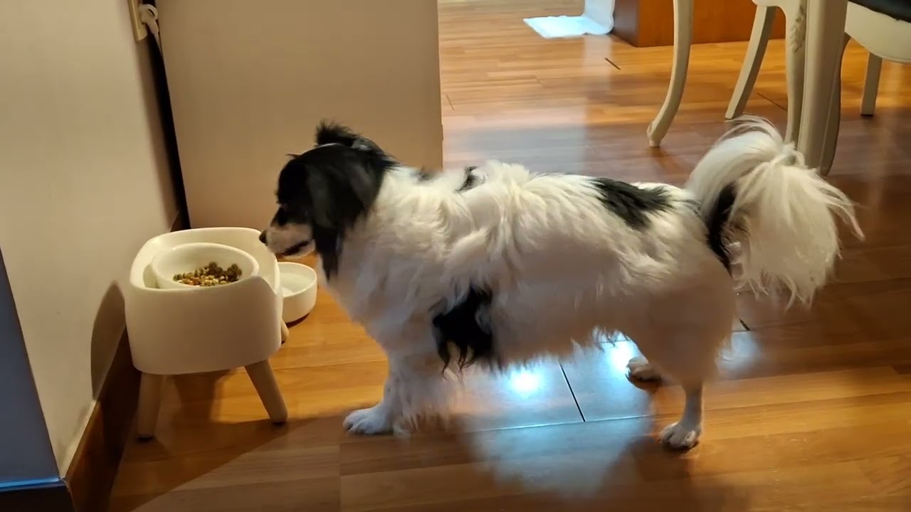 밥먹을 때 마음에 안들면...#반려견 