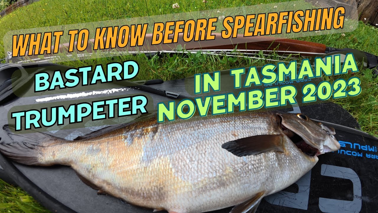 What to Know Before Spearfishing Bastard Trumpeter in Tasmania - November 2023 Rule Changes