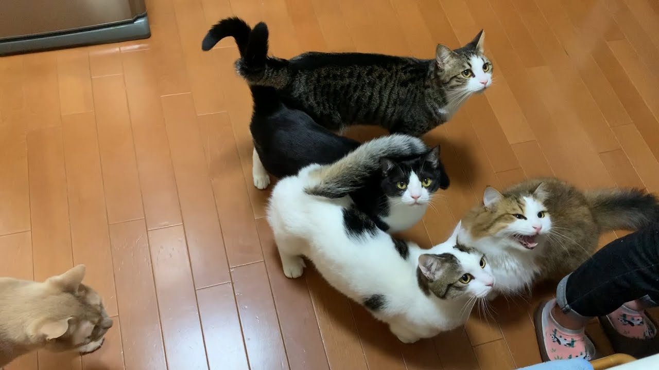 誰かがおねだりすると集まってくる猫