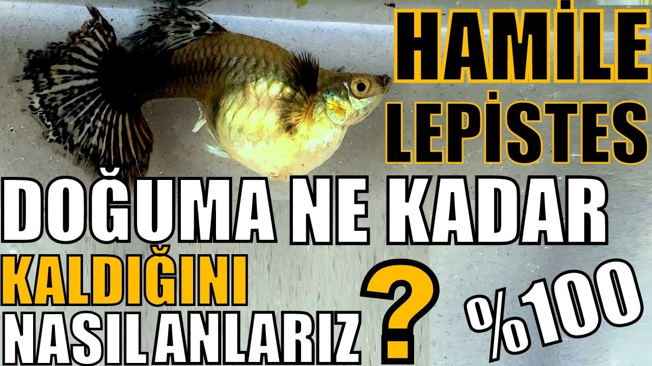 HAMİLE LEPİSTESİ DOĞUMA HAZIRLAYIN! %100