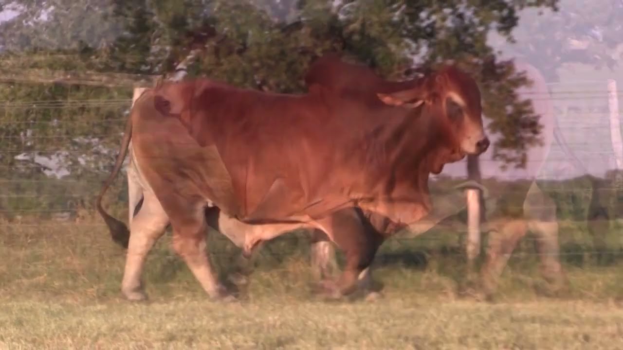 Lots 17, 18 Videos