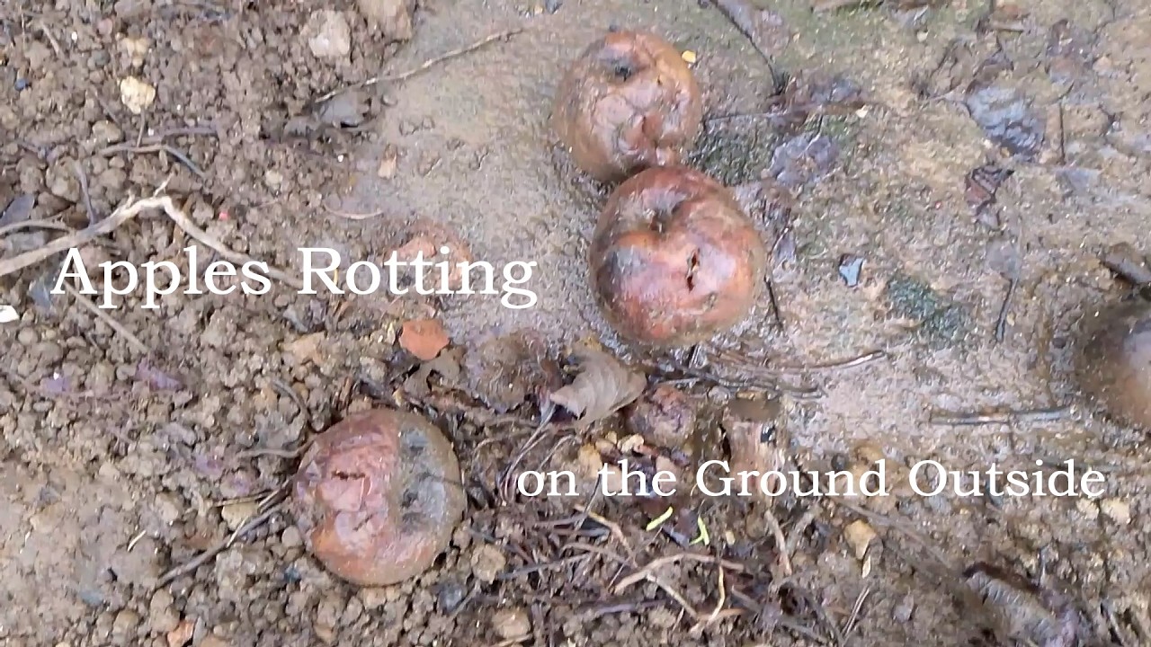 Apples Rotting on the Ground Outside - a video poem by Michael Bedford