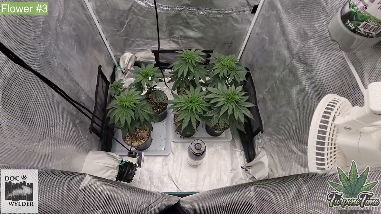 ZOLTRIX GROWER! - FLOWER 3 ADDED!  NEW ELECTRICAL!  NEW GENETICS!  ORGANIC GARDENING #tnbnaturals