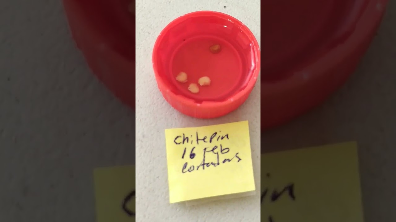 C&oacute;mo germinar semillas de chile #chile #chiltepin #germinacion #huerto #huertourbano #cultivo