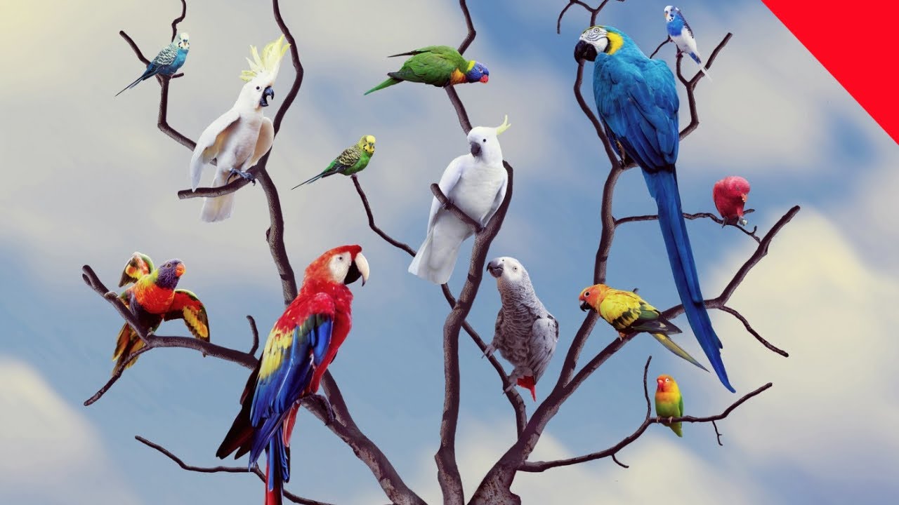 How to Build a Parrot Tree Stand cheap | diy parrot stand