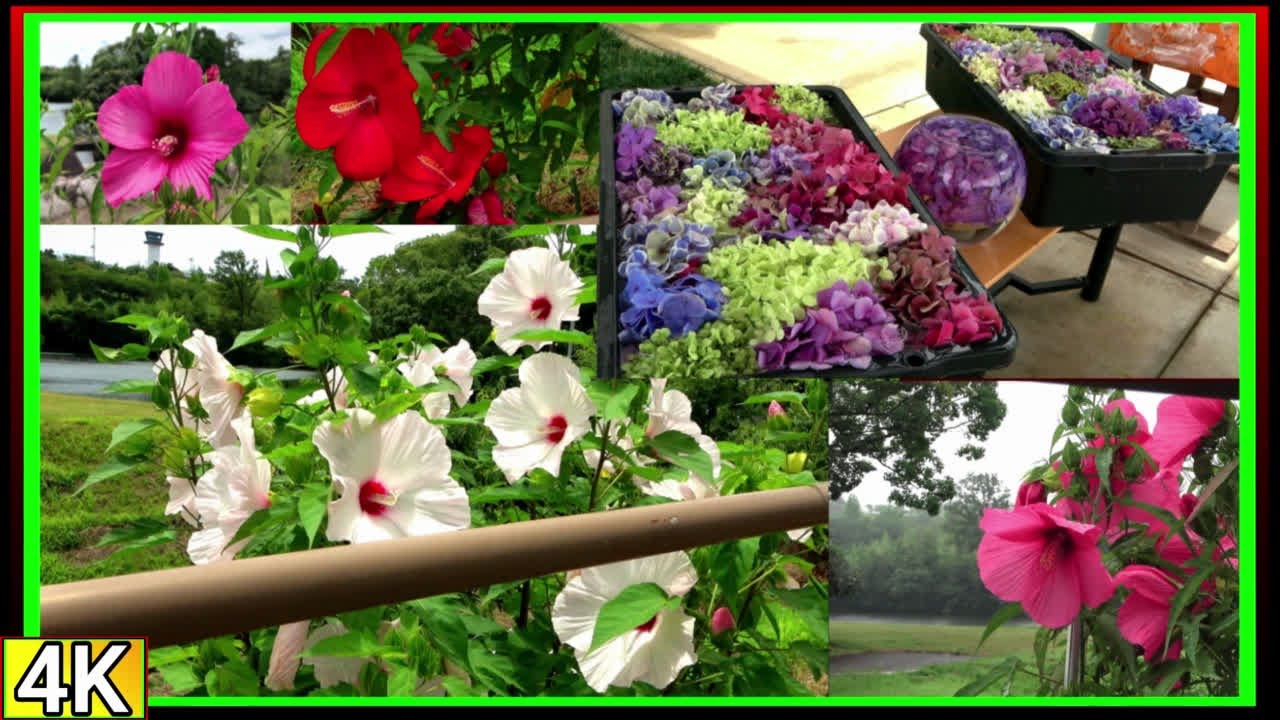 ●4k　2024年　一日花　フヨウ　芙蓉　【香川県園芸総合センター】