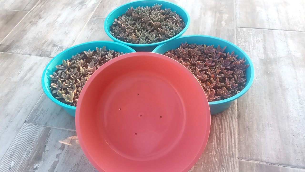 Plastik Leğenden Saksı