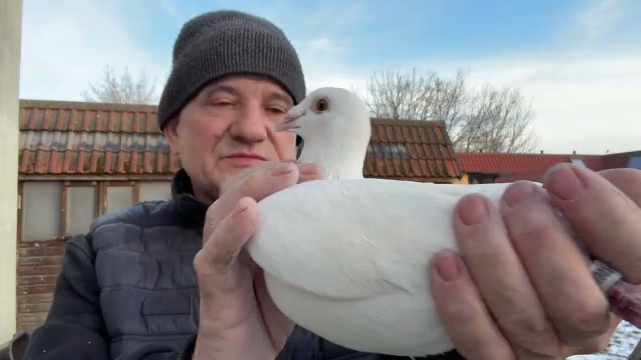 Gołębie Ludo Claessens białe szpaki Meeuwke 12 do rozpłodu 513016809 Artur Pawelec
