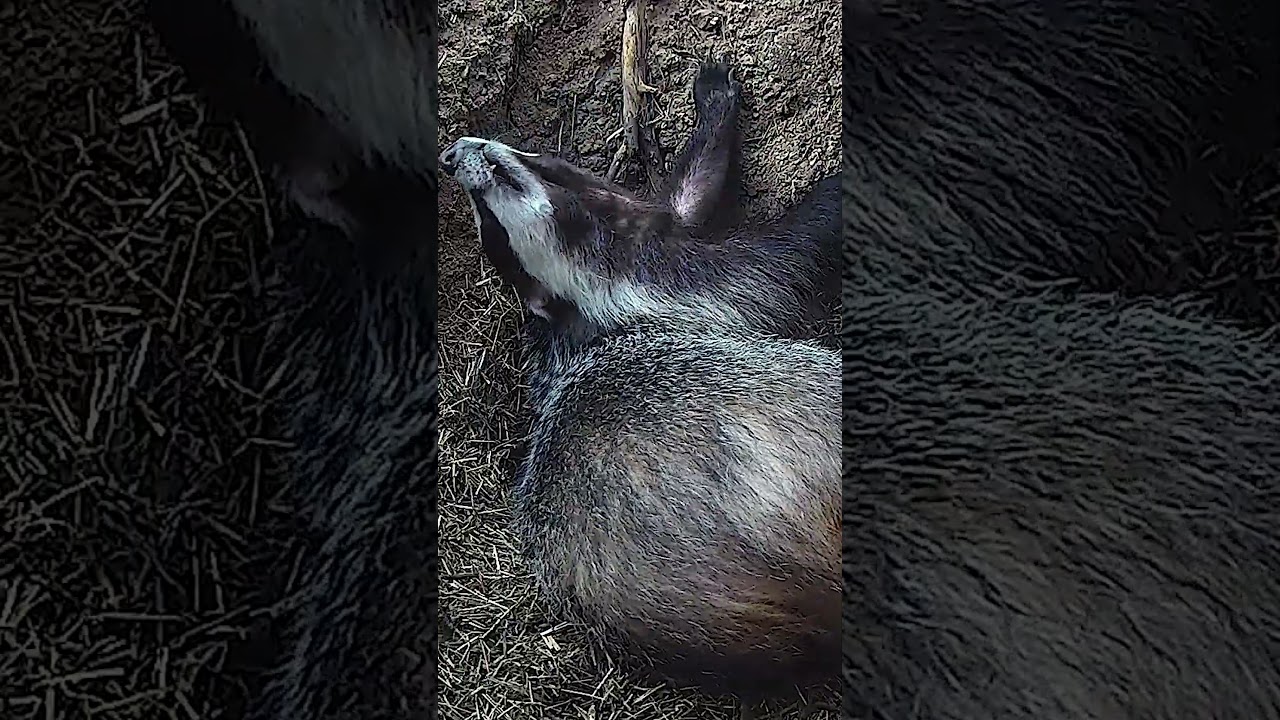 This badger is so tired 🦡🥱