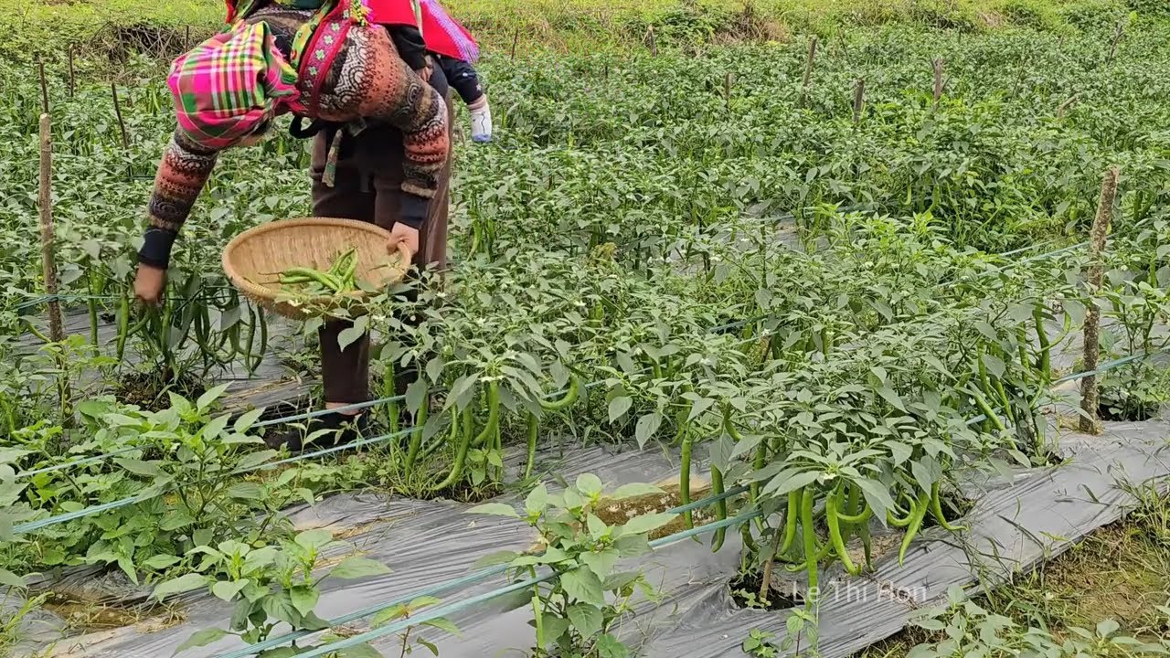 Single mother - Picking chili, jackfruit, cabbage to earn money to raise 2 children.