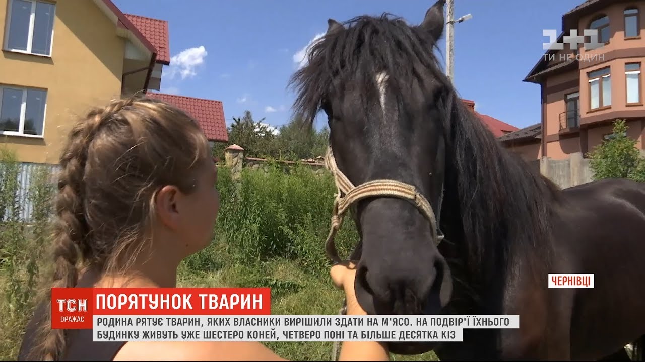 Родина волонтерів у Чернівцях викупляє коней, яких власники вирішили віддати на забій