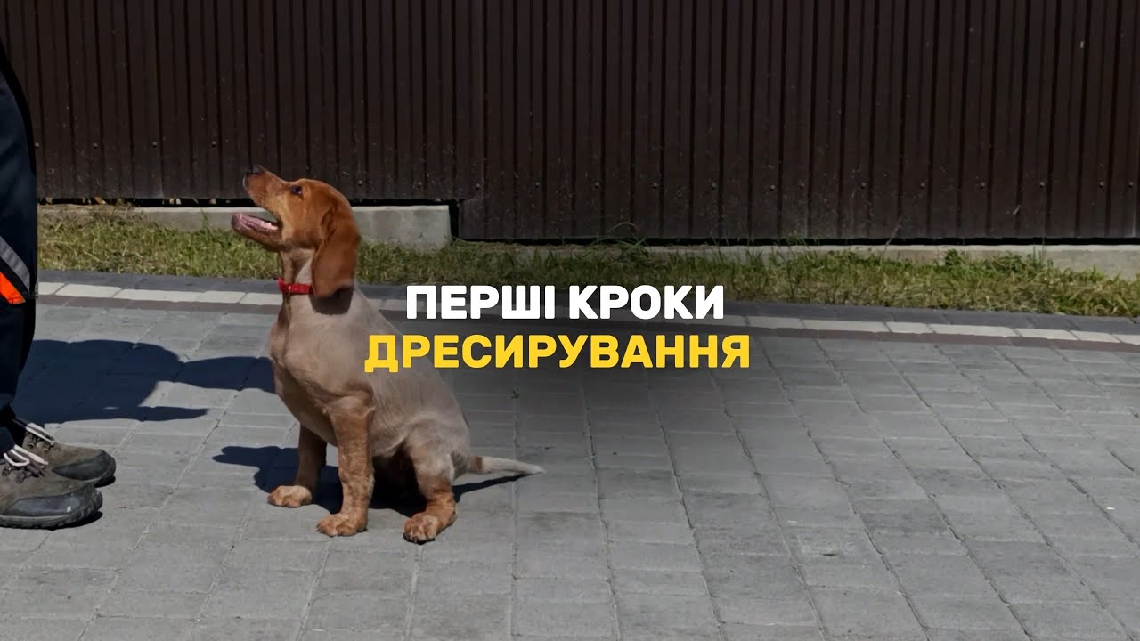 ЧАСТИНА 1 ПЕРШІ КРОКИ ДРЕСИРУВАННЯ  Цуценята 3 міс. Epagneul Breton