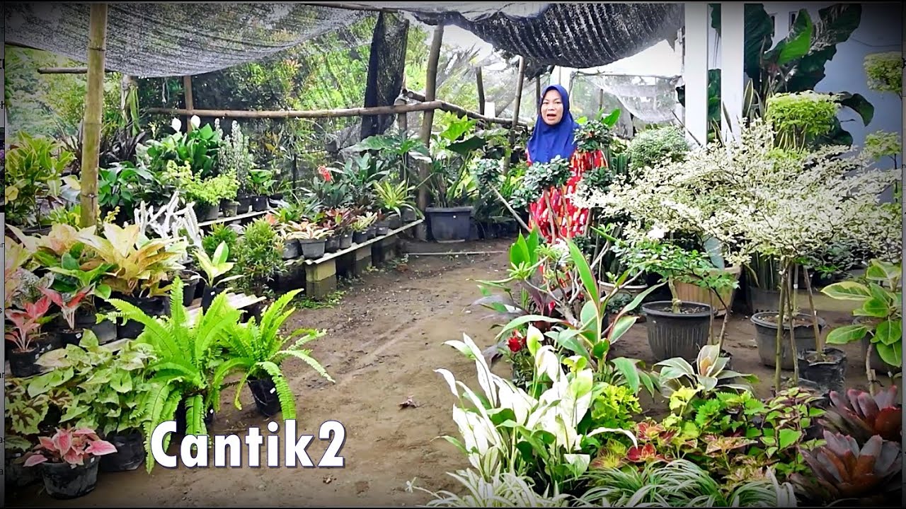 Spill Stok Tanhis Cantik2 Unik Seger Josh