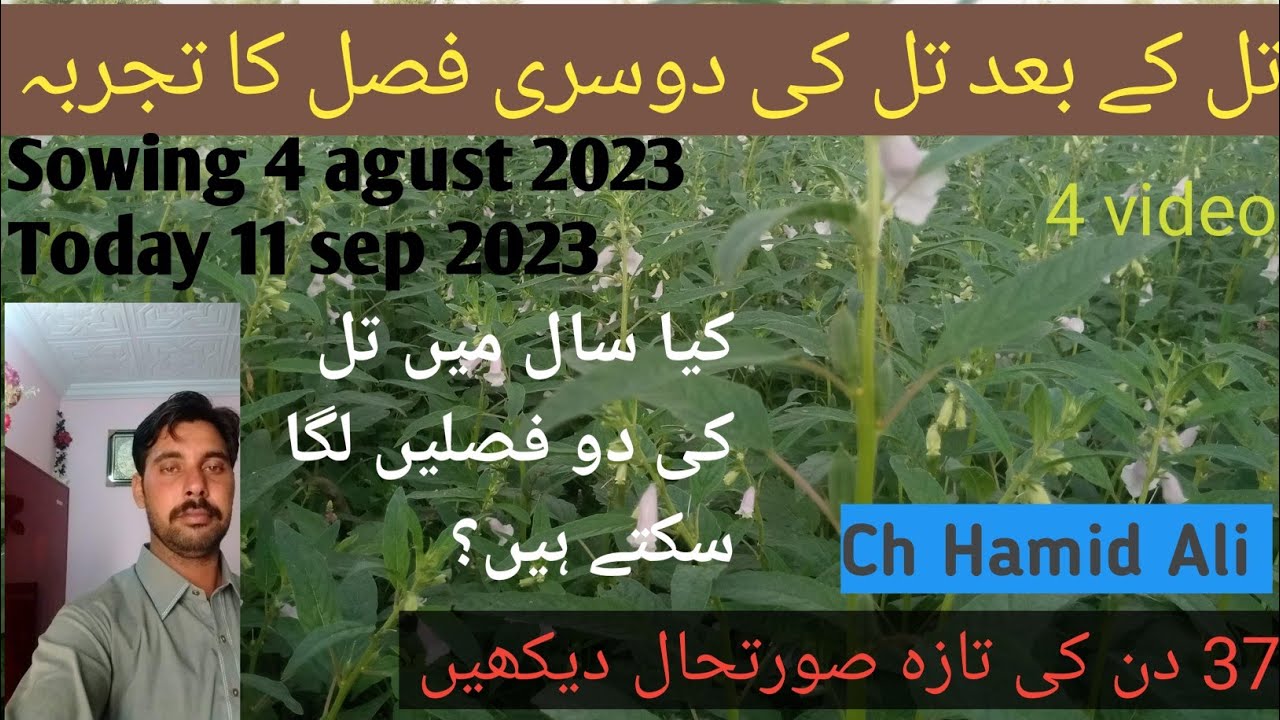 after 37 days late sowing sesame crop condition |تل کے بعد تل کی دوسری فصل کی صورتحال| تجرباتی فیلڈ