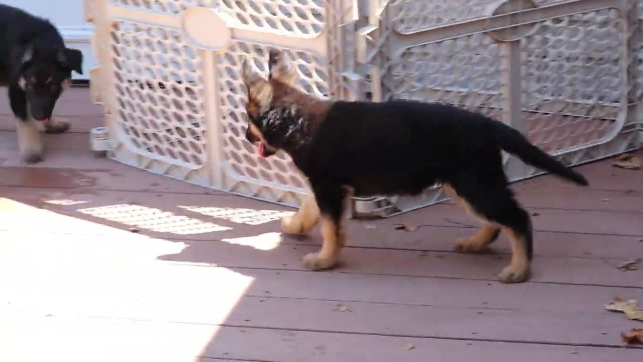 German Shepherd Puppies For Sale