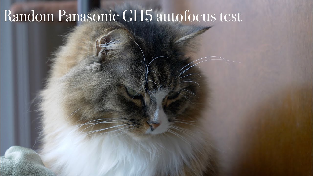 2024 Panasonic GH5 random autofocus test, with Leica 12-60 f2.8