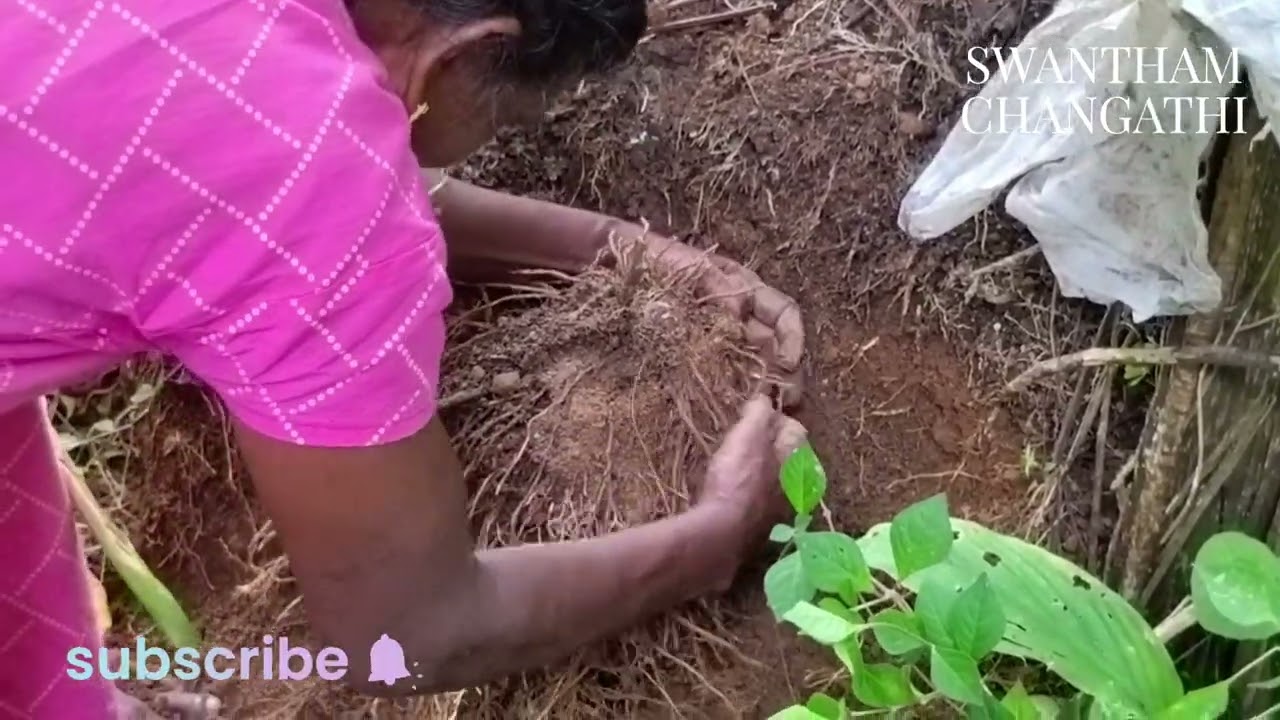 കാച്ചിൽ പറിക്കുന്നത് കണ്ടിട്ടുണ്ടോ #likeandsubscribe #youtubevideo #kachil 