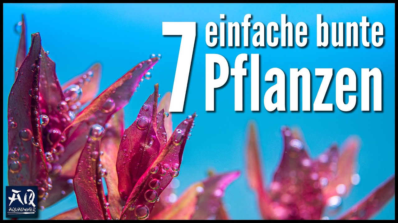 7 einfache bunte Pflanzen f&uuml;r dein Aquarium | AquaOwner