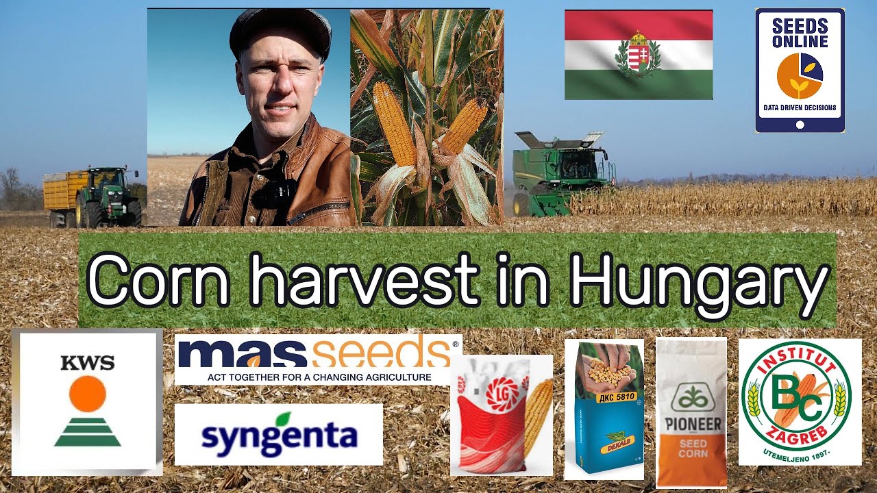 Corn DEMO Harvest in Hungary 2025 Pioneer Dekalb Limagrain MASSEEDS BC Zagreb KWS Syngenta MAIS