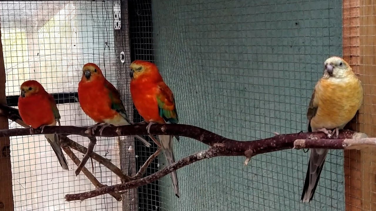 🦜🦜#1198-Papugi Świergotki. Odgłosy, woliera wewnętrzna. Parrots are resting, relaxing, noises (4K)