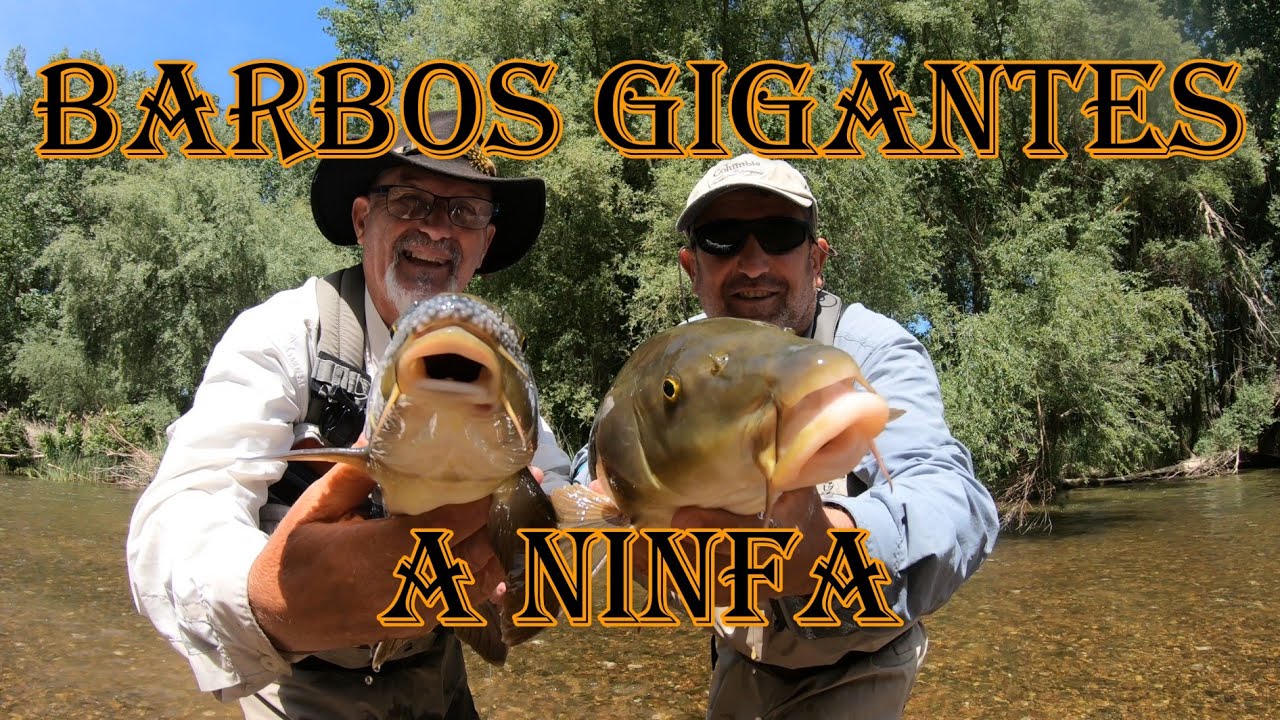 BARBOS GIGANTES A NINFA SI NO VEIS NO LO CREIES LA ULTIMA CAPTURA LA MEJOR