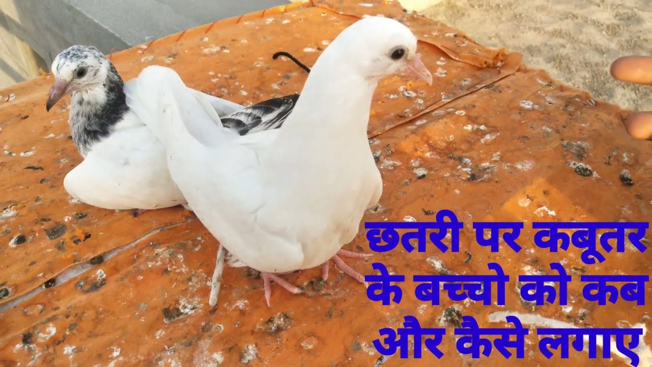 Kabootar Ko Chatri Par Kaise Lagaen | Kabutar ke Bache ko Chatri par Kaise Lagaen