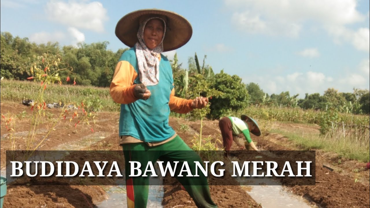 Budidaya Bawang Merah