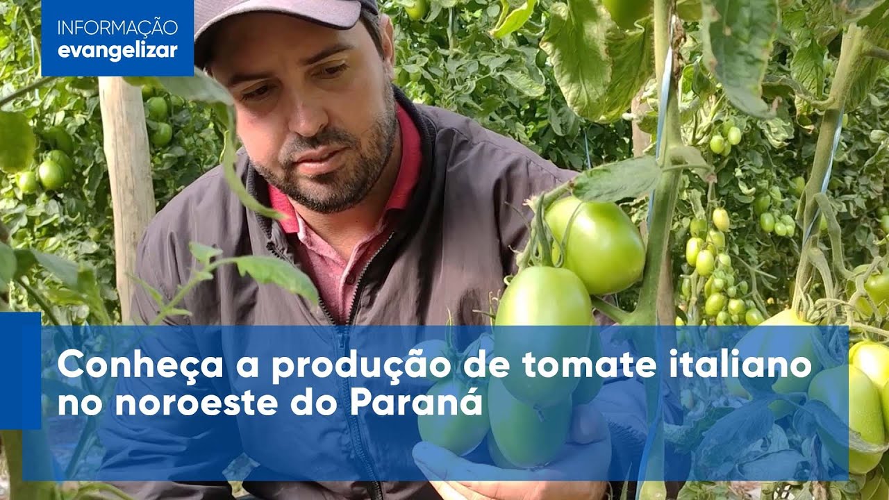 Conheça a produção de tomate italiano no noroeste do Paraná