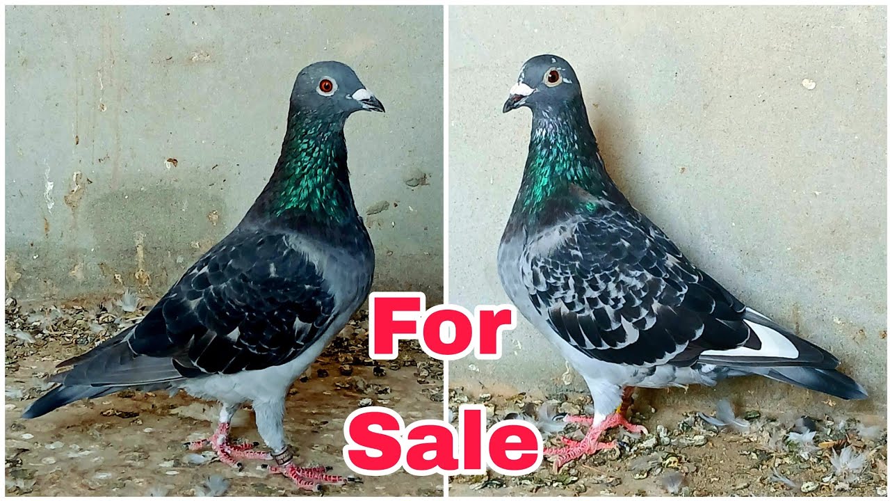 Racer Kabootar For Sale | Kasid kabutar | Racer Pigeon Race 