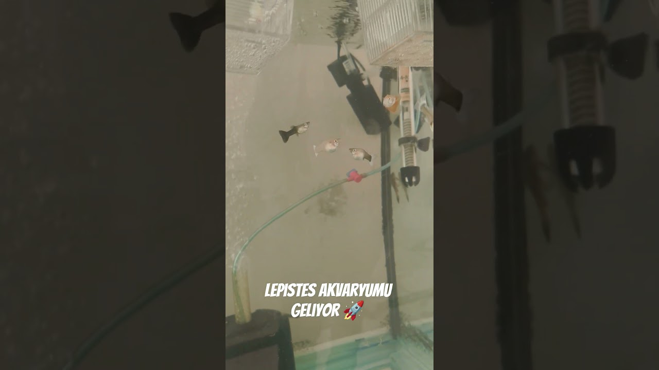 Lepistes Akvaryumu Geliyor 🚀 #akvaryum #akvaryumbalıkları #aquarium #lepistes