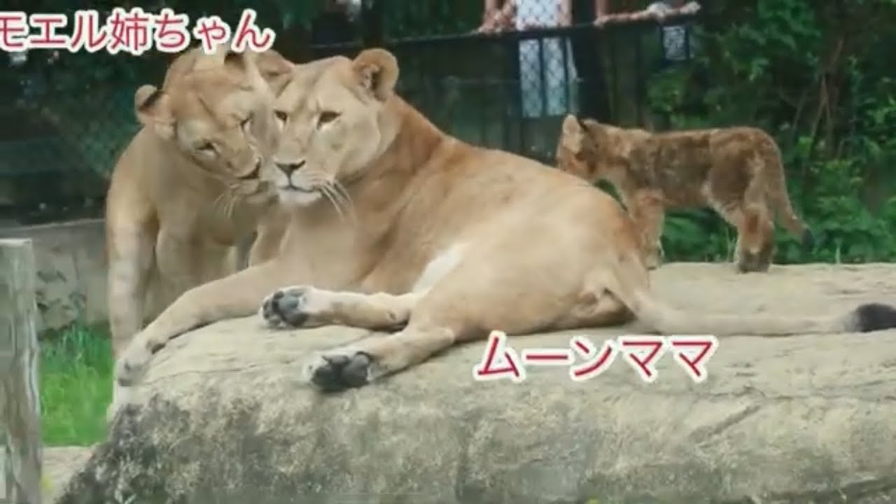 ママに甘えるモエル姉ちゃん❤️モエル姉ちゃんに甘えるライオンの赤ちゃん【とくしま動物園】2024年7月