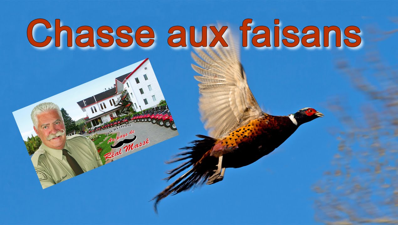 Aventure et chasse aux faisans
