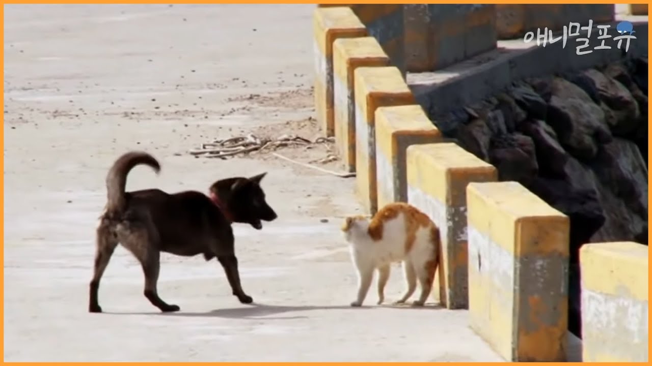 [동물다큐 풀버전] 다리가 세 개인 진돗개 vs 냥아치｜굳세어라 검순아 KBS 방송