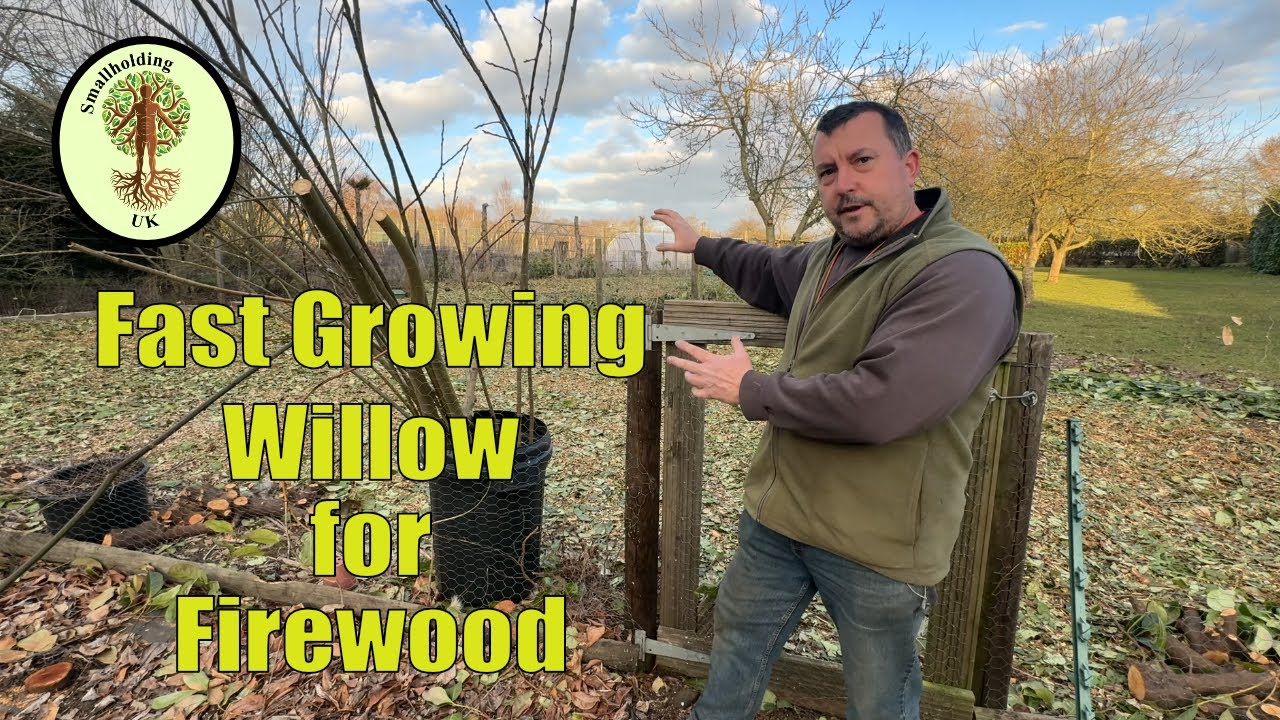 Growing Fast Growing Willow for Logs | Self Sufficient in Firewood