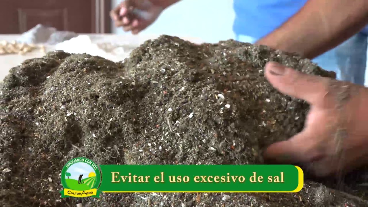Concentrados para cerdos con marango