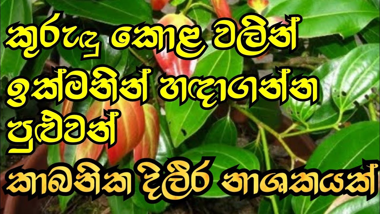 කුරුදු කොළ වලින් කාබනික දිලීර නාශකයක් හදමු | How to make an Organic Fungicide from Cinniman Leaves.