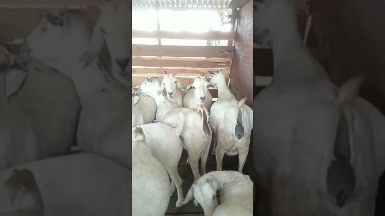 Goat Farming for Business- Goat Master Kenya