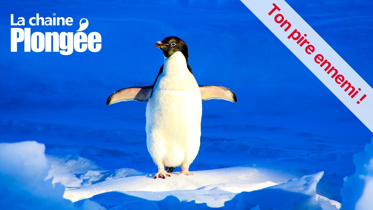 LE FROID 😎 LES TRANSFERTS THERMIQUES EN PLONGÉE