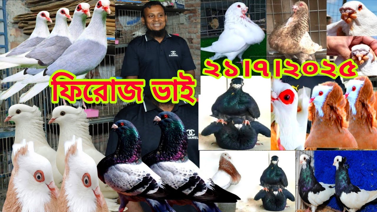 স্প্যানিশ কবুতরের দাম জানুন।। মাত্র ৫০০ টাকা পিস ফেন্সি  কবুতর কিনুন।। সবচেয়ে কম দামে কবুতর কিনুন