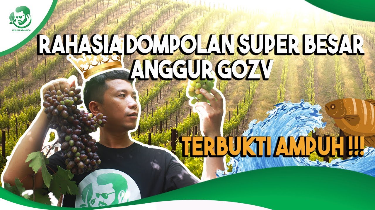 KEBUN ANGGUR NAN RIMBUN DI TAMBUN, RATUSAN DOMPOL DI HALAMAN RUMAH