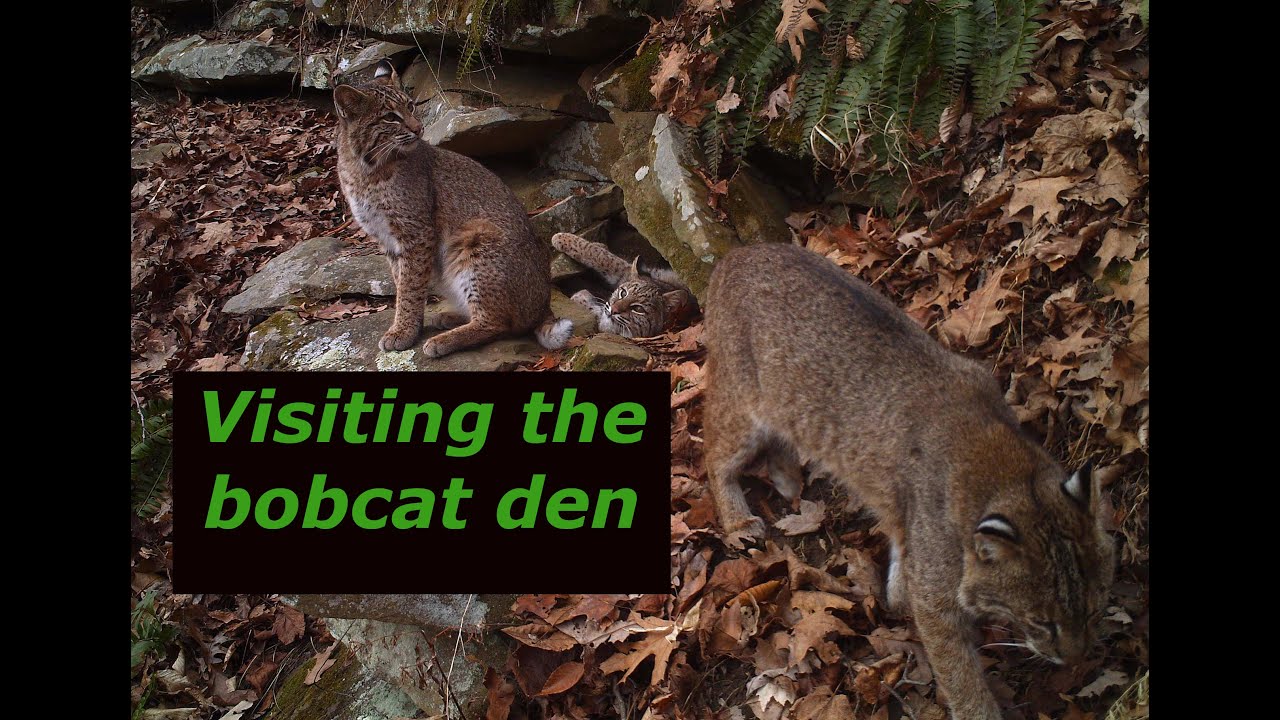 Let's go to the bobcat den and check my trail cameras.  What animals showed up?